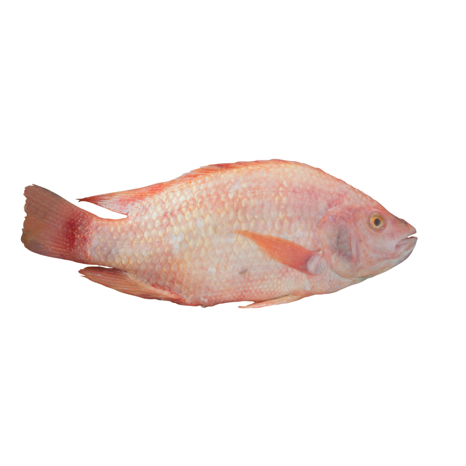 Red Tilapia – Ganz