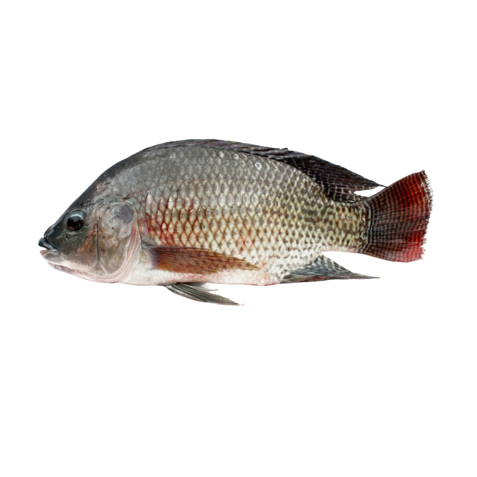 Black Tilapia – Ganz