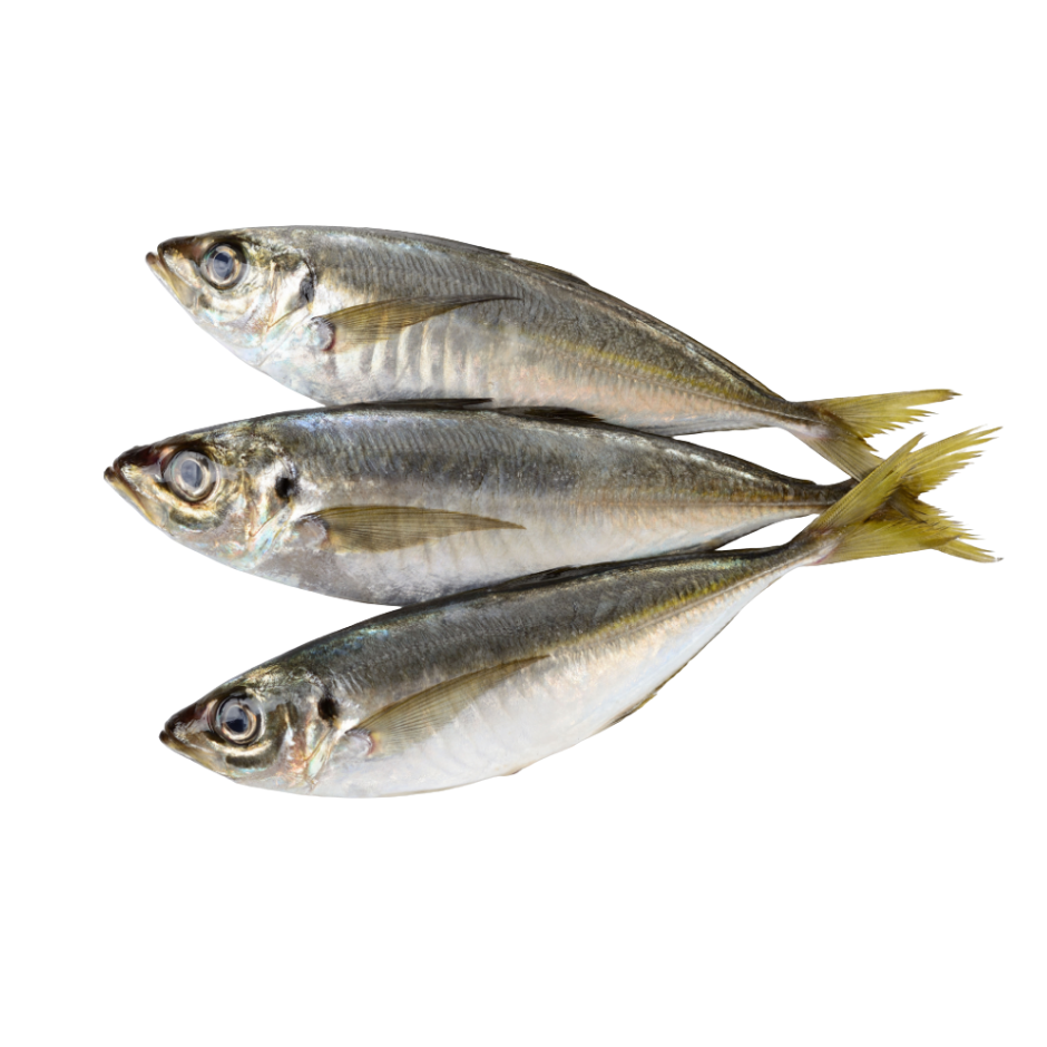 Horse Mackerel – Ganz