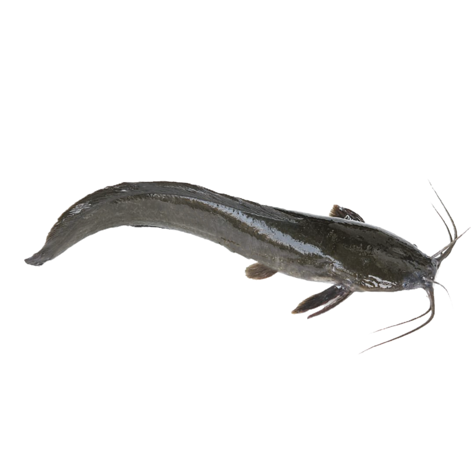 Wels (Catfish)